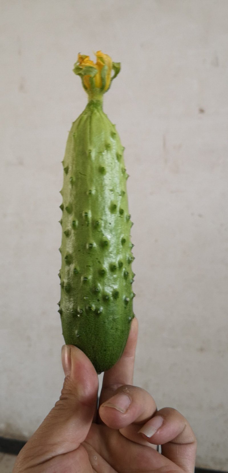 旱黄瓜