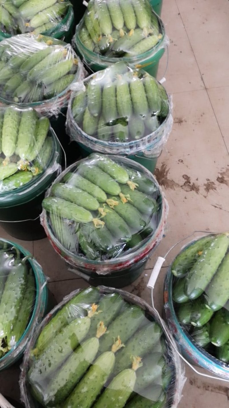 旱黄瓜大量现货
