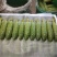 旱黄瓜大量现货