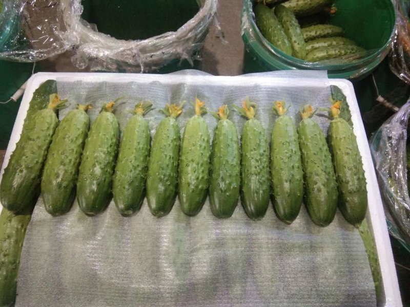 旱黄瓜大量现货