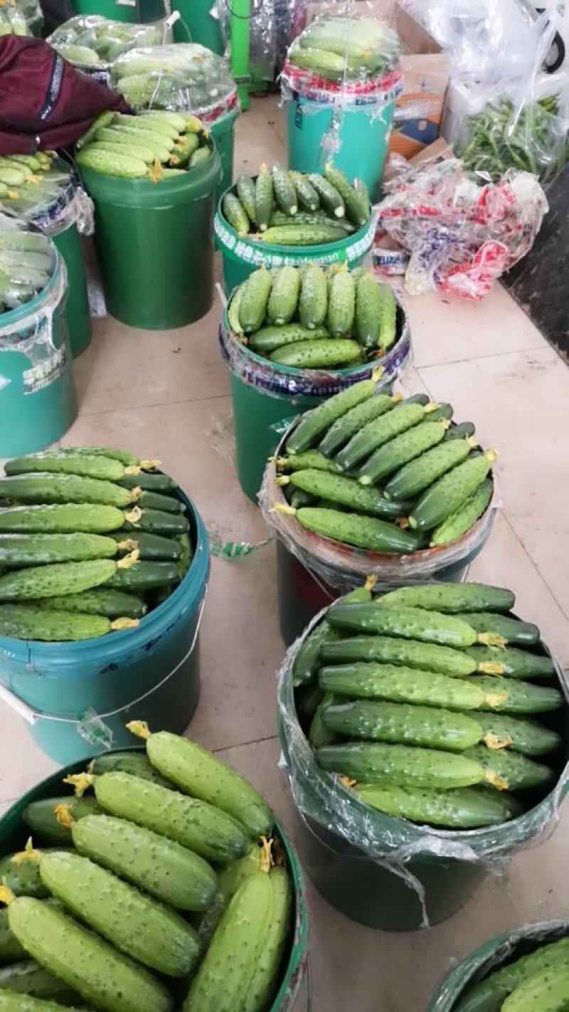 旱黄瓜大量现货