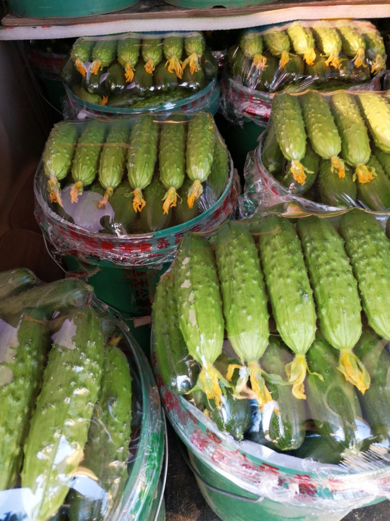 旱黄瓜大量现货