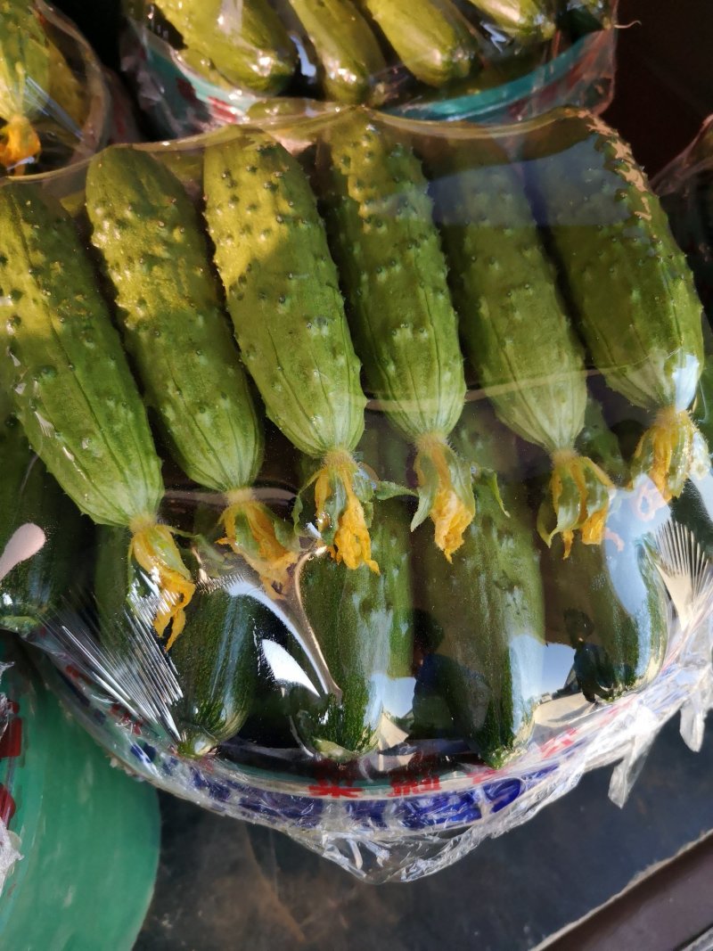 旱黄瓜大量现货