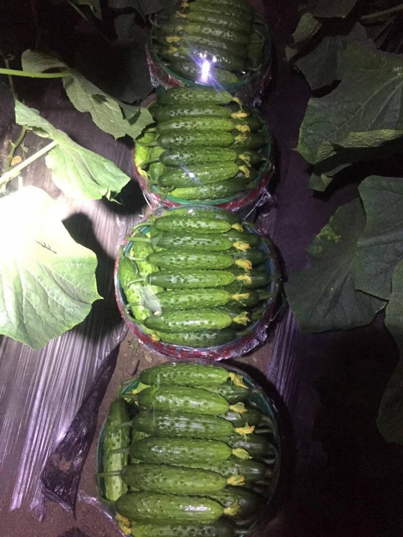 旱黄瓜大量现货