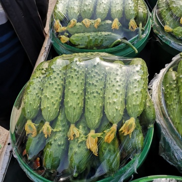 旱黄瓜大量现货