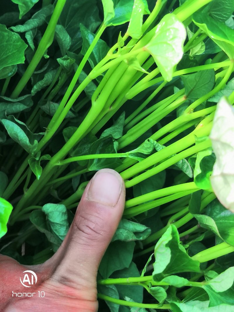 秦薯5号红薯苗，秦薯8号，紫薯，西瓜红苗！欢迎新老客户客