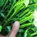 陕西杨凌试管脱毒原种高剪秦薯5号红薯苗15~25cm