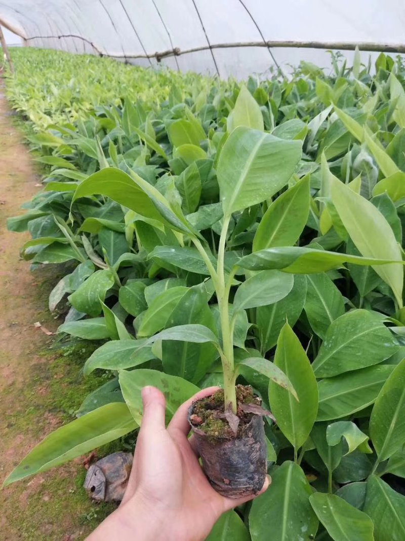 优质红色香蕉苗，桂蕉一，二号中蕉九号，威廉斯B6，粉蕉，