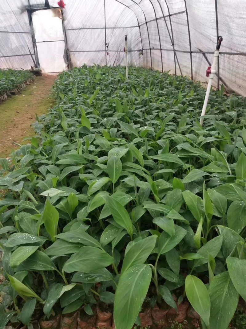 优质红色香蕉苗，桂蕉一，二号中蕉九号，威廉斯B6，粉蕉，