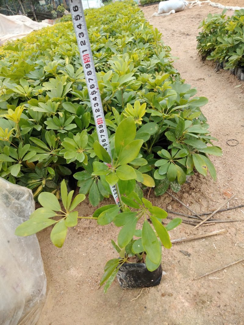 鸭脚木各种规格有需要的联系量大优惠欢迎咨询