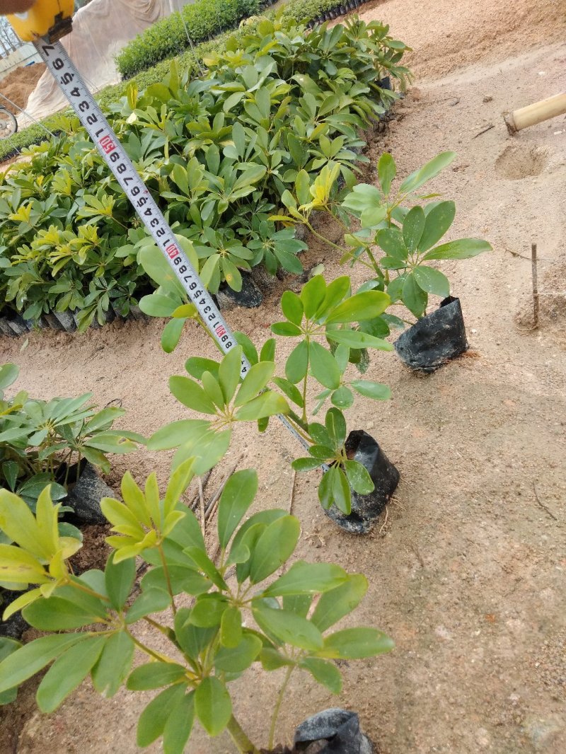 鸭脚木各种规格有需要的联系量大优惠欢迎咨询