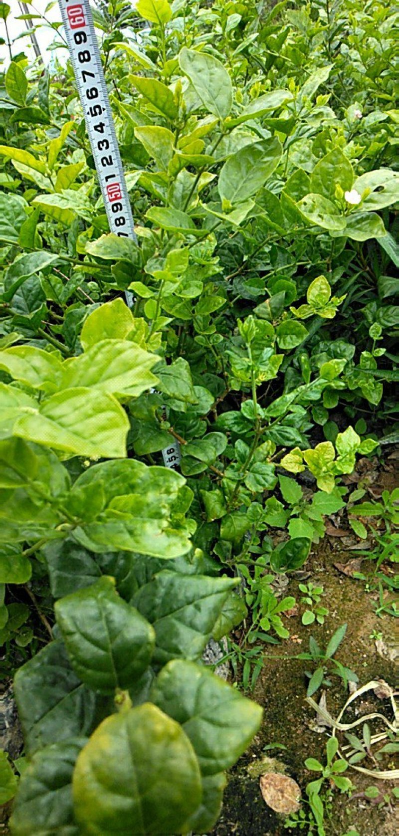 茉莉花各种绿化苗木有需要的联系，量大优惠欢迎咨询