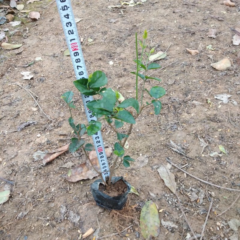 茉莉花各种绿化苗木有需要的联系，量大优惠欢迎咨询