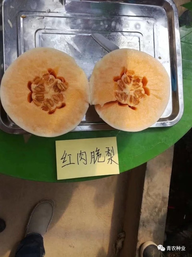 智慧之光红肉脆梨早熟脆甜抗病，可留4茬瓜，肉熟到皮