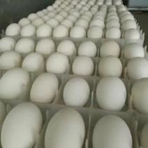 新鲜的雁鹅蛋，大雁种蛋，飞鹅蛋，可食用，可孵化包受精率