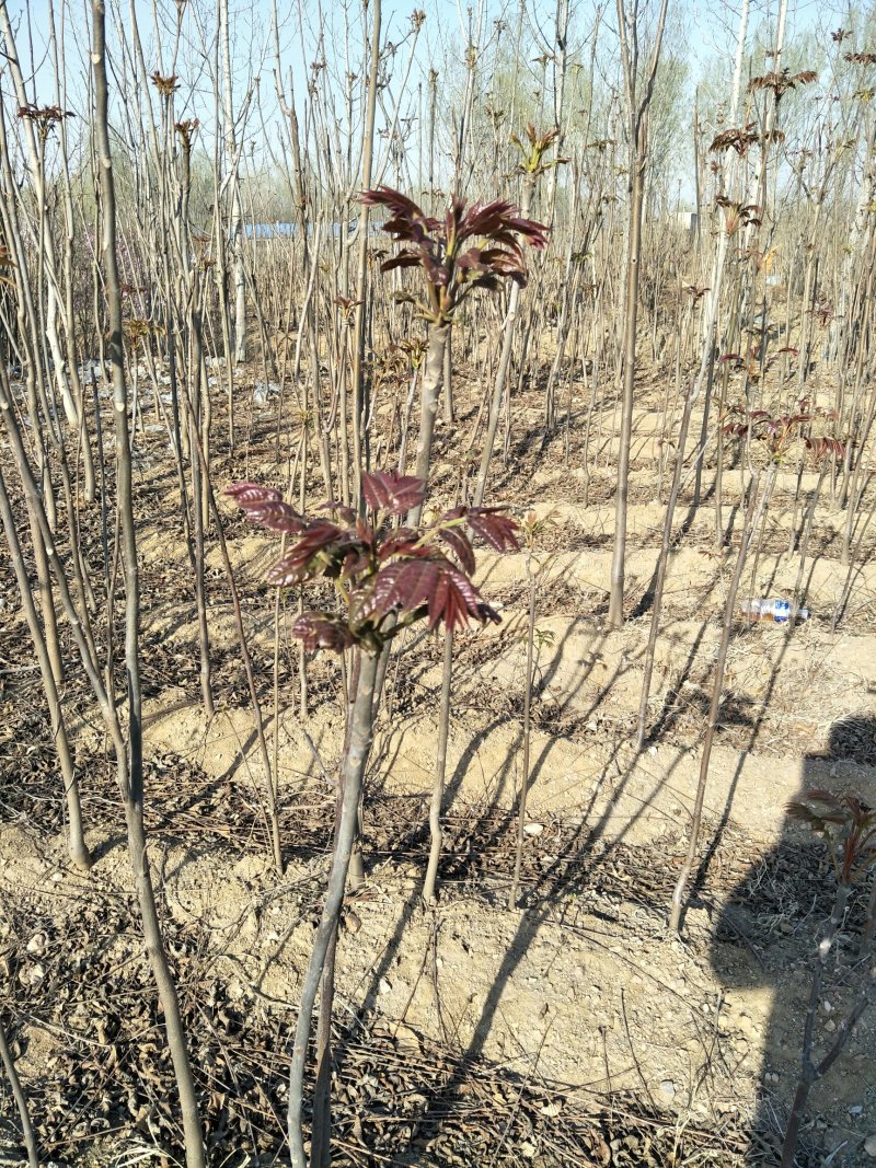现采现卖香椿芽菜腌制凉拌干炸香椿树芽佳营养丰富口味