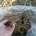 现采现卖香椿芽菜腌制凉拌干炸香椿树芽佳营养丰富口味