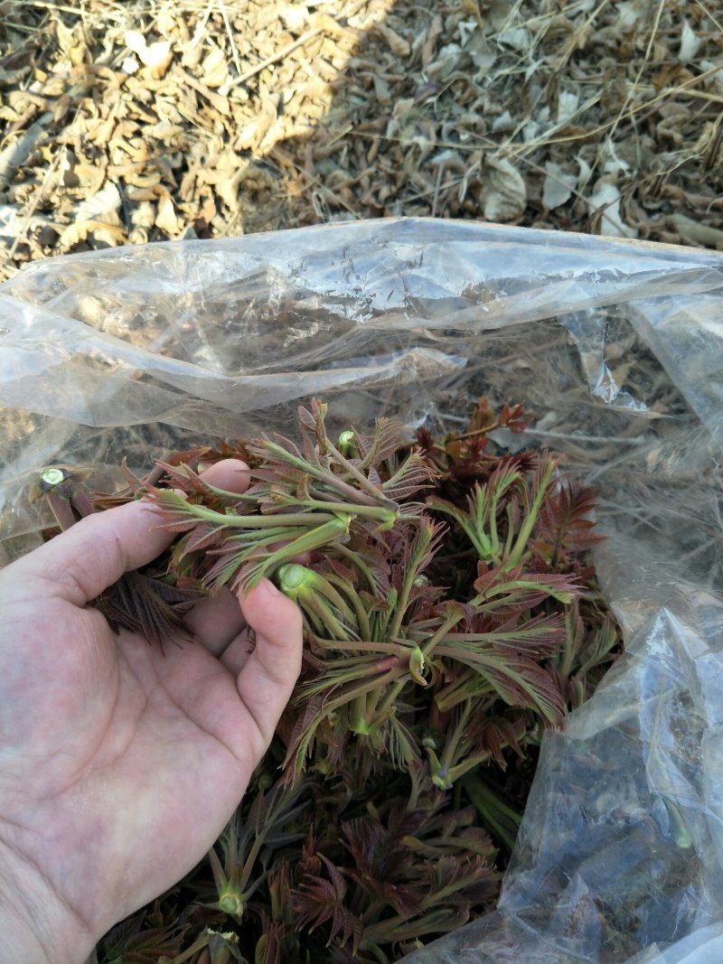 现采现卖香椿芽菜腌制凉拌干炸香椿树芽佳营养丰富口味