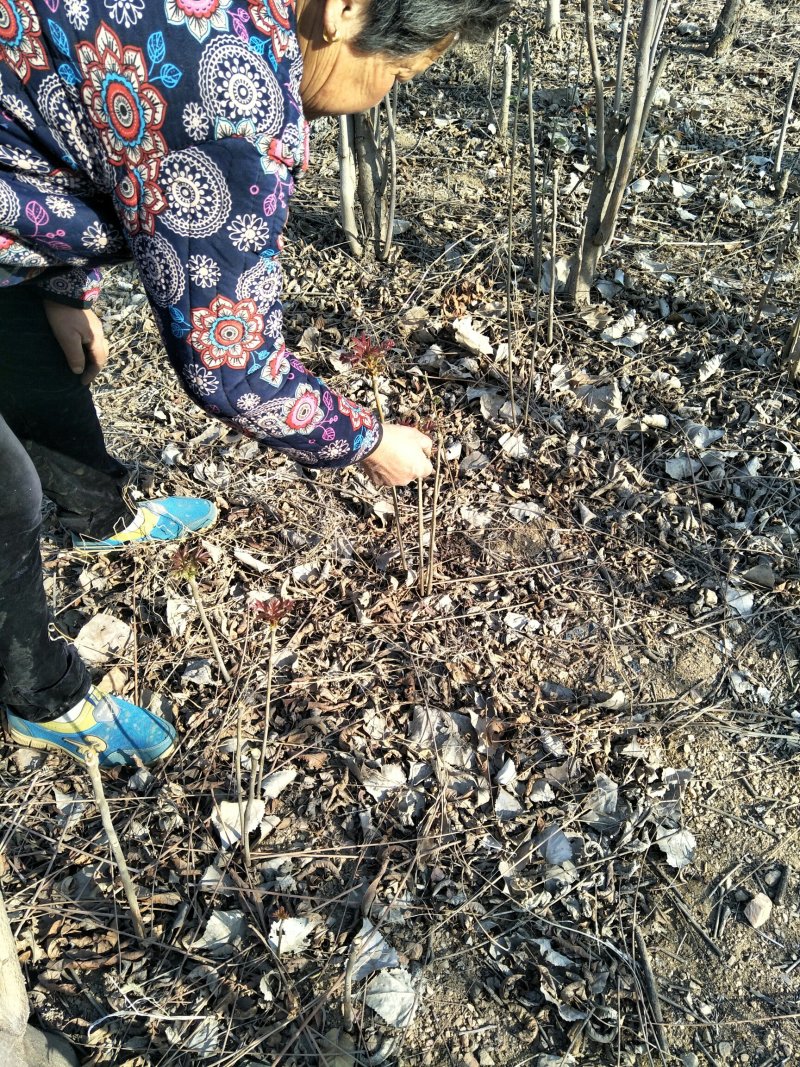 现采现卖香椿芽菜腌制凉拌干炸香椿树芽佳营养丰富口味