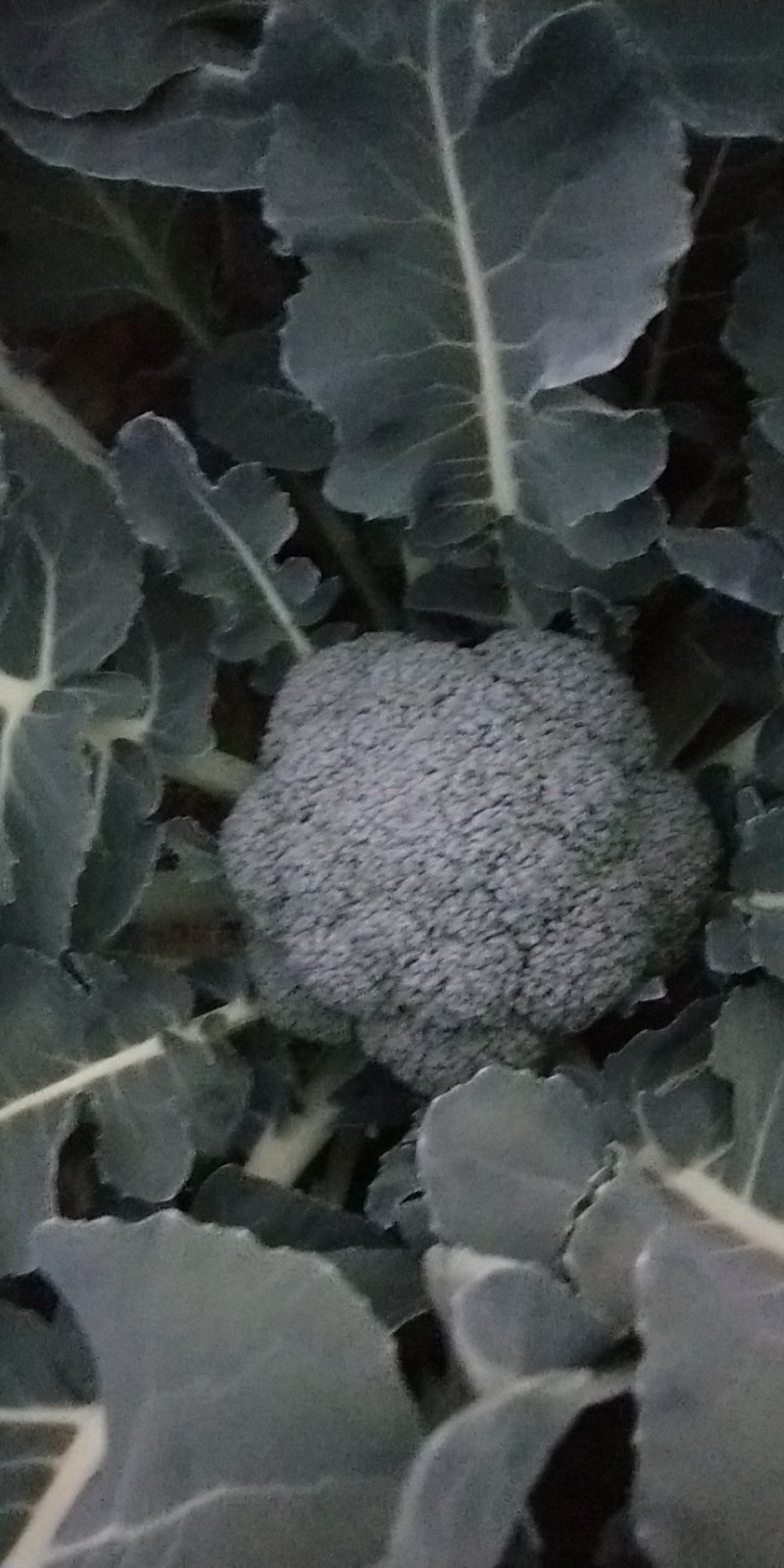 西兰花
