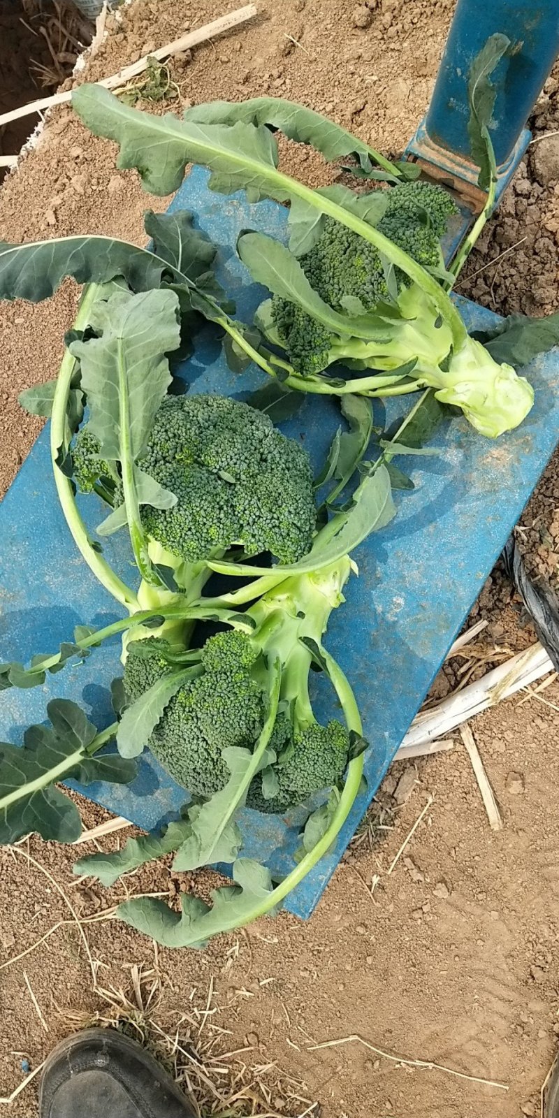 西兰花