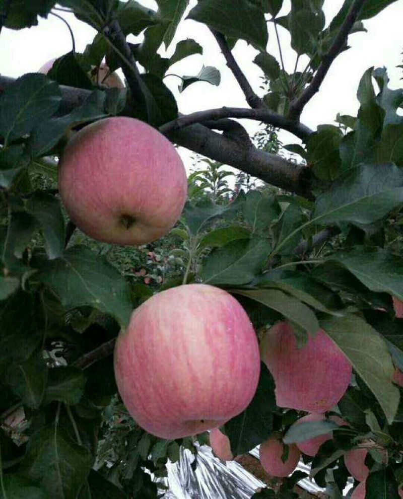 红富士苹果