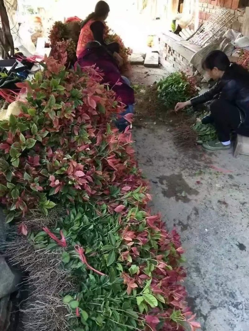五彩桂花大量出售五彩珍珠桂花彩叶植物桂花树苗彩色桂花金桂