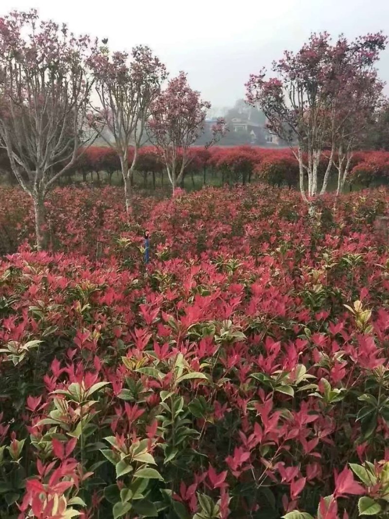 五彩桂花大量出售五彩珍珠桂花彩叶植物桂花树苗彩色桂花金桂