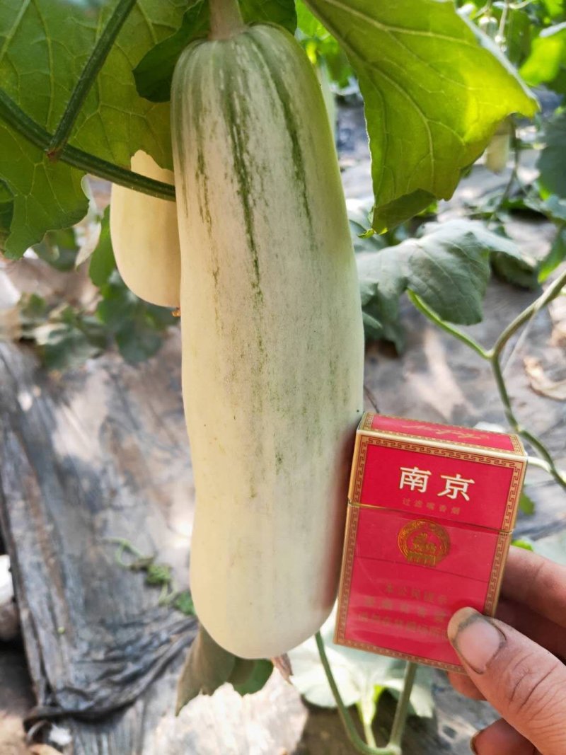 61甜瓜通货0.5斤以上大量上市，欢迎大家前来选购