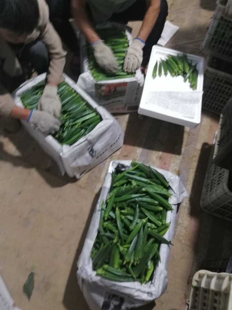 新鲜黄秋葵
