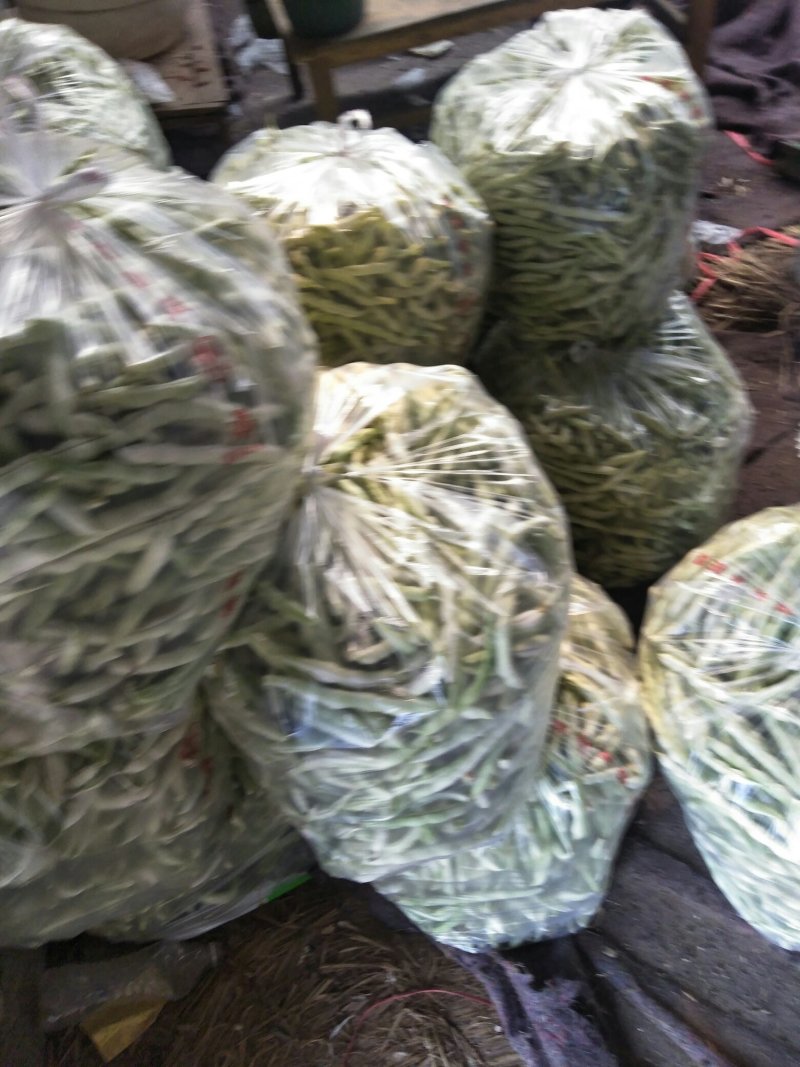 七粒白芸豆，二十公分以上