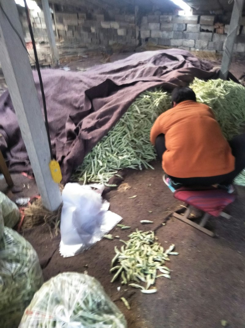 七粒白芸豆，二十公分以上