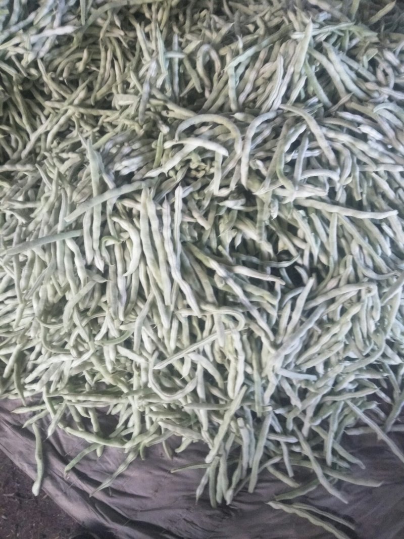 七粒白芸豆，二十公分以上