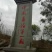 香椿芽四川精品香椿芽春芽菜基地直发支持一件代发