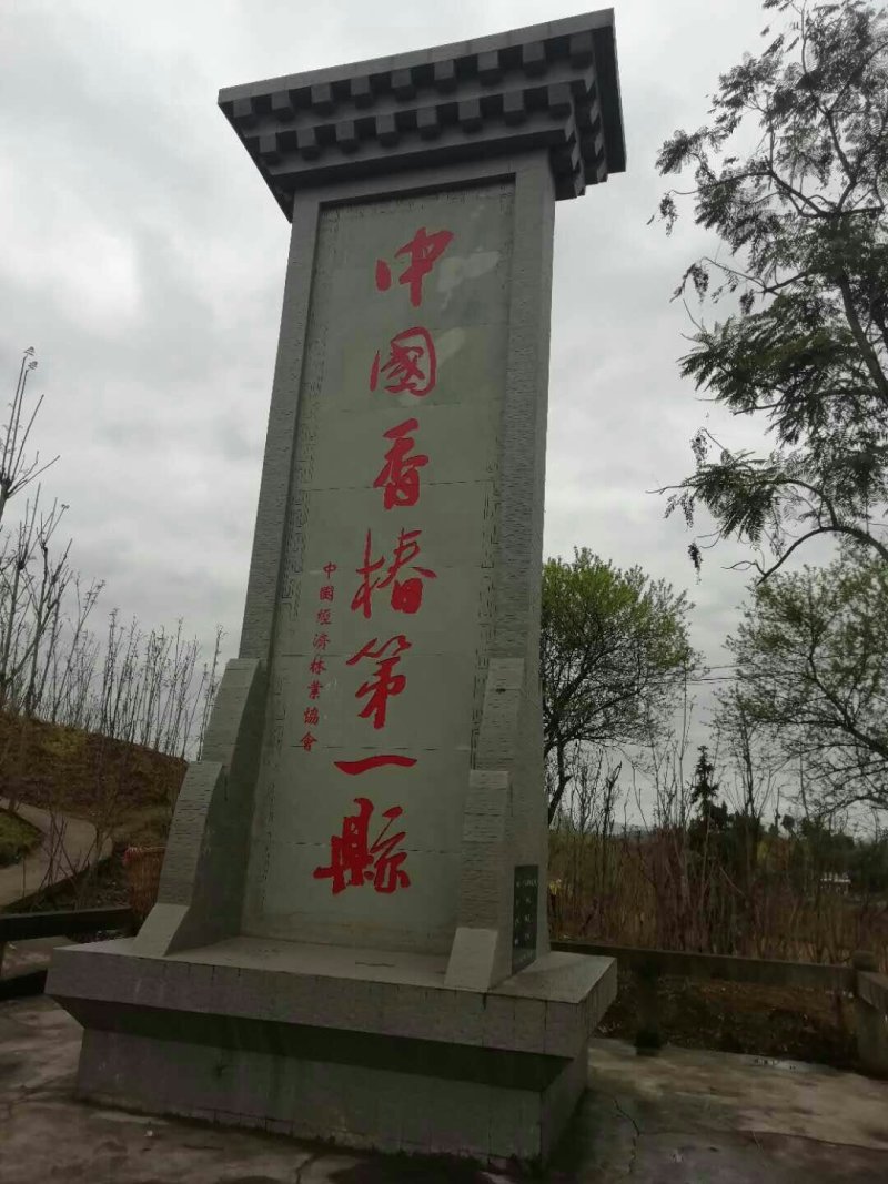 香椿芽四川精品香椿芽春芽菜基地直发支持一件代发