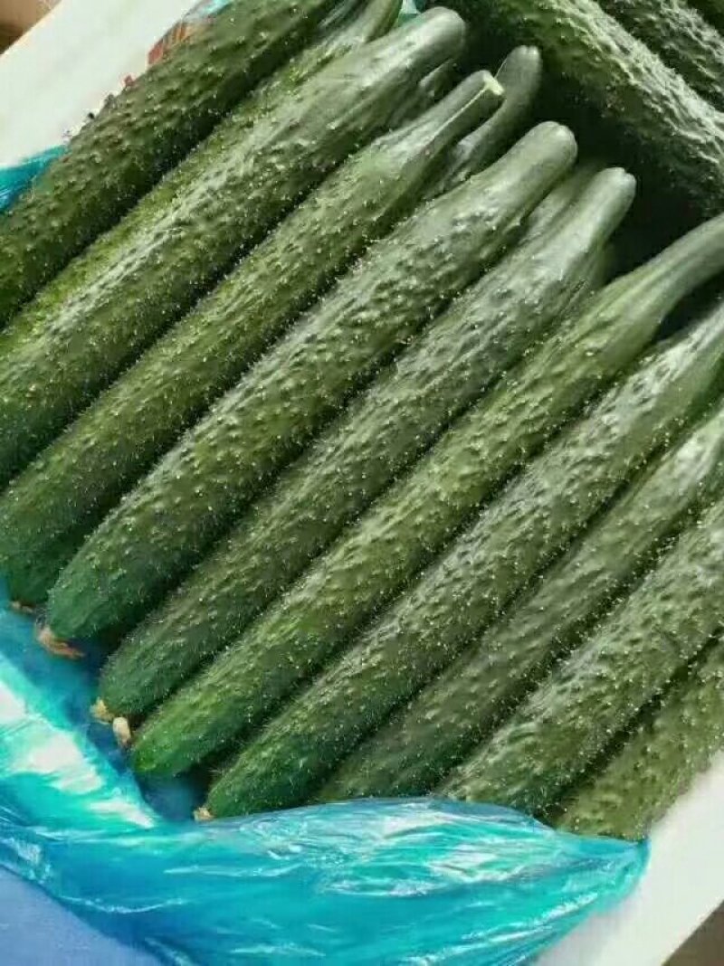 鲜花带刺黄瓜，三十公分以上