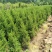 塔柏大量供应，精品，塔柏基地大量供应，欢迎选购。