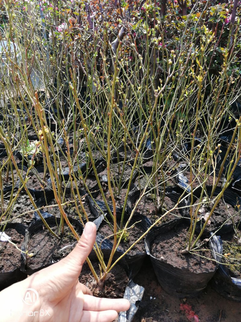 蓝莓苗，兔眼蓝莓。蓝莓。蓝莓树苗可结果。
