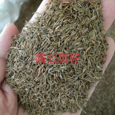 改良蒲公英种子，大货