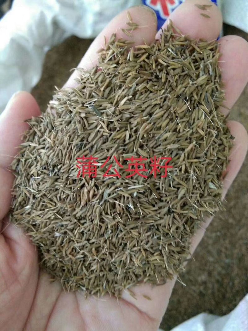 改良蒲公英种子，大货