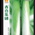 春喜各类蔬菜种子