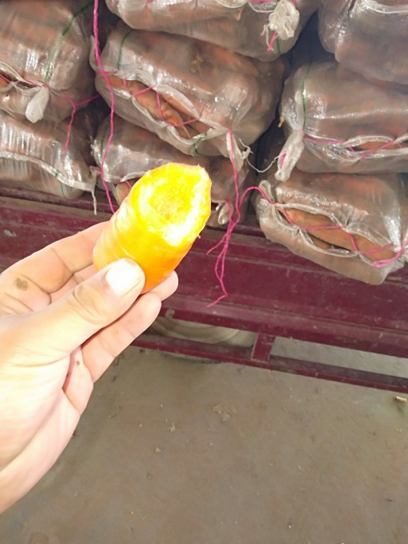 蔬菜土货0.5萝卜胡萝卜白萝卜满堂红凤梨萝卜