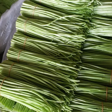 精品芦蒿，基地直销，品质保证，量大从优，全国发货。