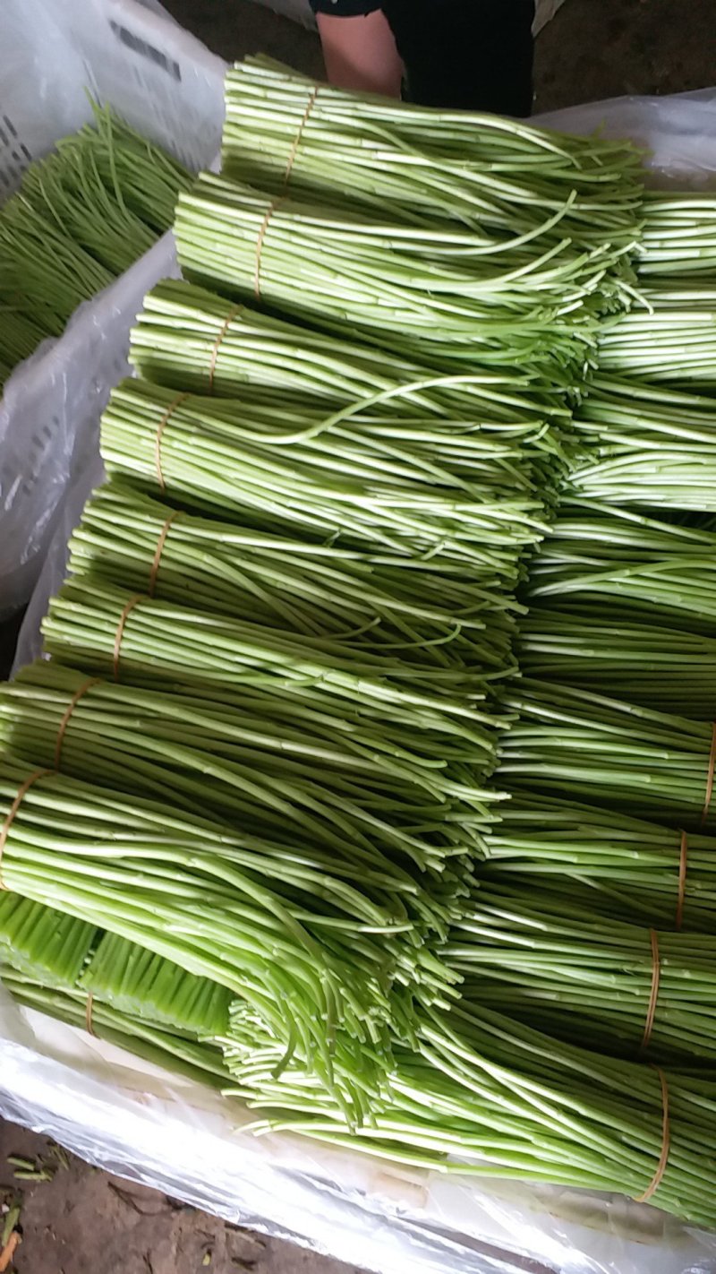 精品芦蒿，基地直销，品质保证，量大从优，全国发货。