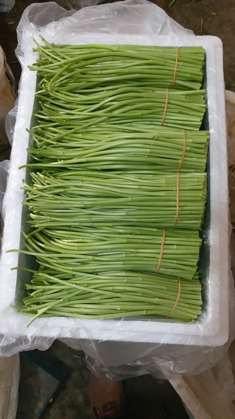 精品芦蒿，基地直销，品质保证，量大从优，全国发货。