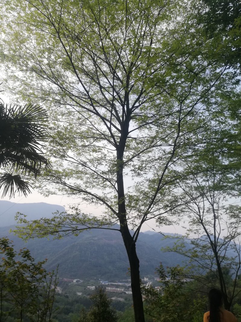 朴树便宜