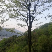 朴树便宜