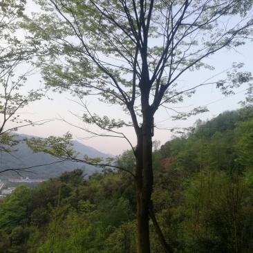 朴树便宜