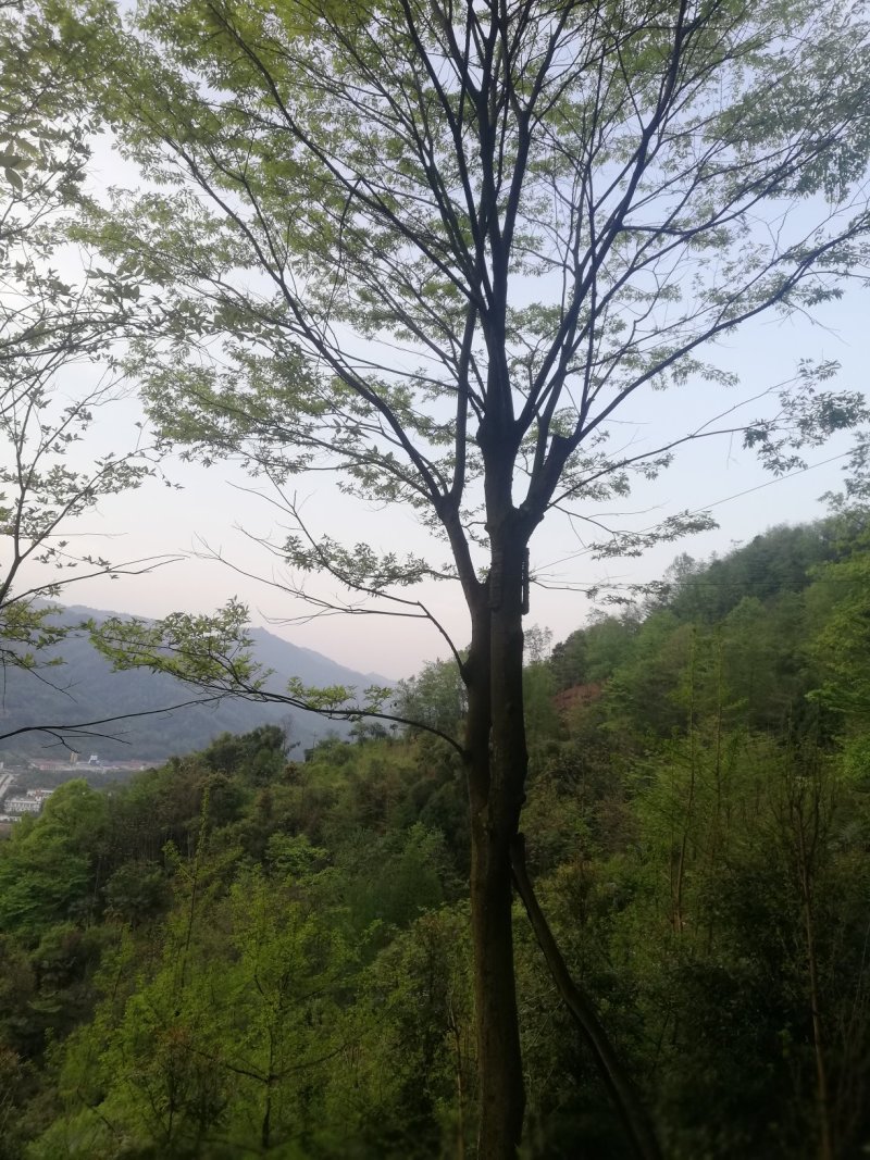 朴树便宜
