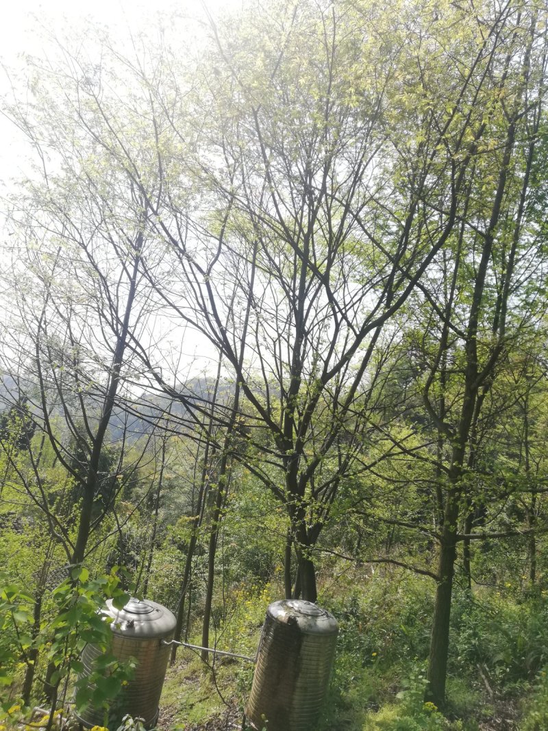 朴树便宜